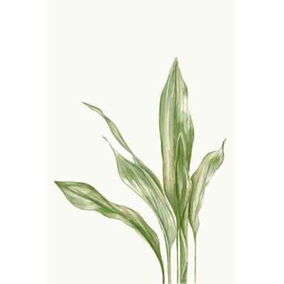Aspidistra Variegata II par Errico & Slyp
