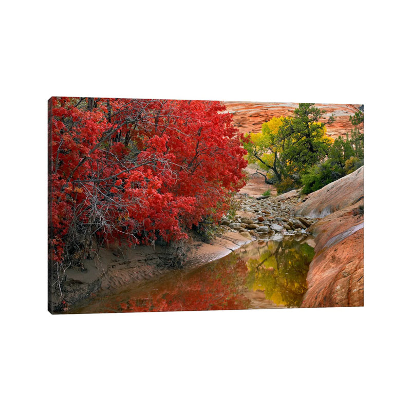 Maple And Cottonwood Autumn Foliage, Zion National Park, Utah II by Tim Fitzharris - Wrapped Canvas Print