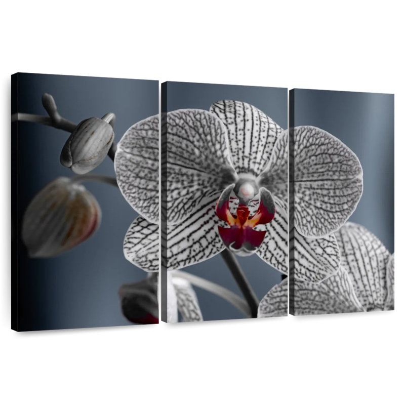 Orchidée blanche Harnek, H 28 po x l 45 po