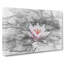 A Pale Pink Water Lily In Abstract - Wrapped Canvas Print-55301159