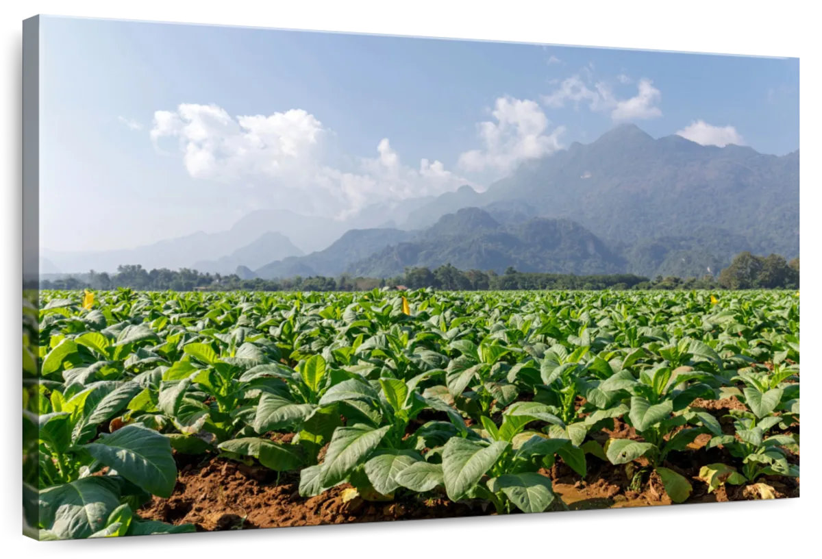 Millwood Pines Alvord Tobacco Green Fields