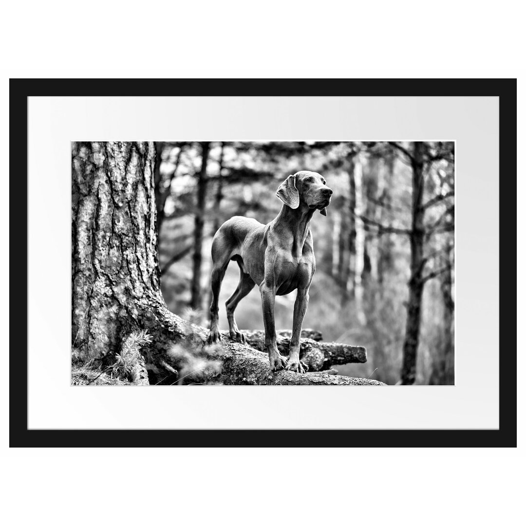 Gerahmtes Poster Edler Weimaraner im Wald