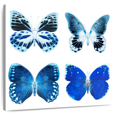 Radiographie de Brampt Miss Butterfly - bleu