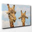 Two Giraffes Chewing Photographic - Wrapped Canvas-19092965