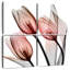 Harnek Splendid Tulips