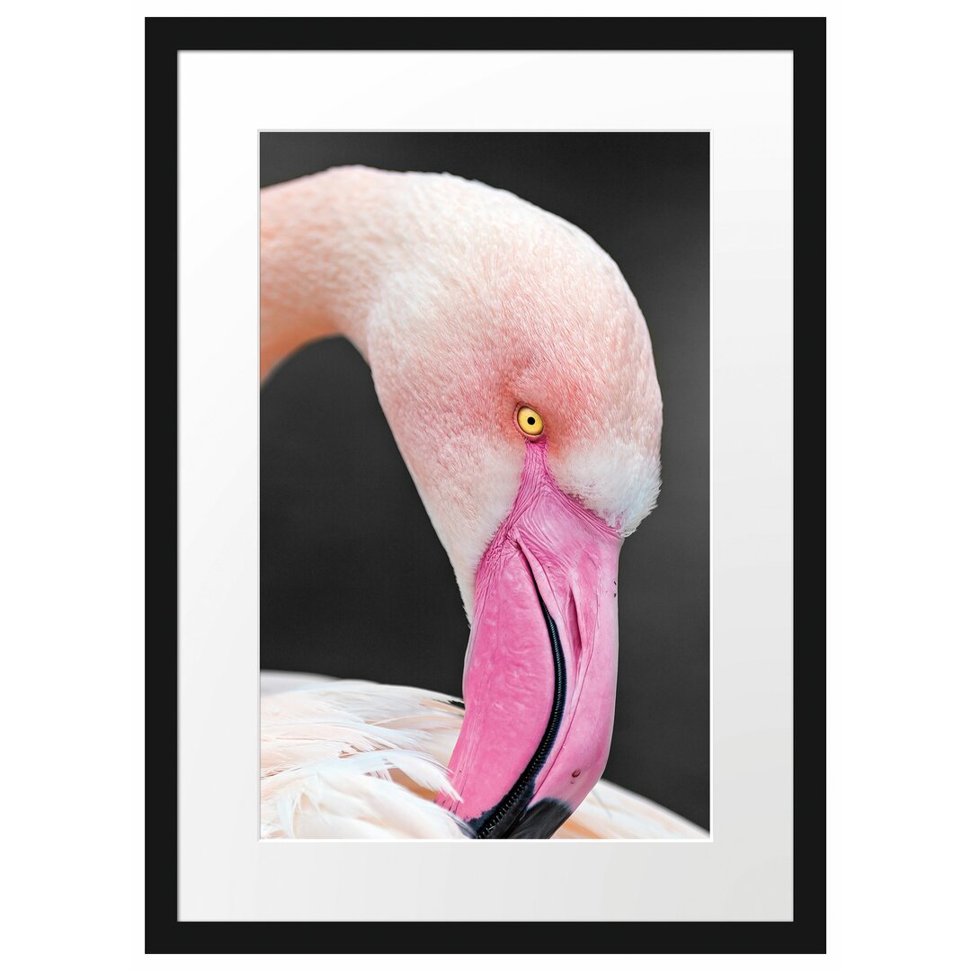 Gerahmtes Poster Flamingo putzt sein Gefieder