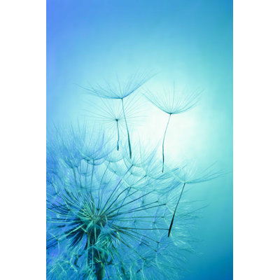 " Dandelion On Blue Background "