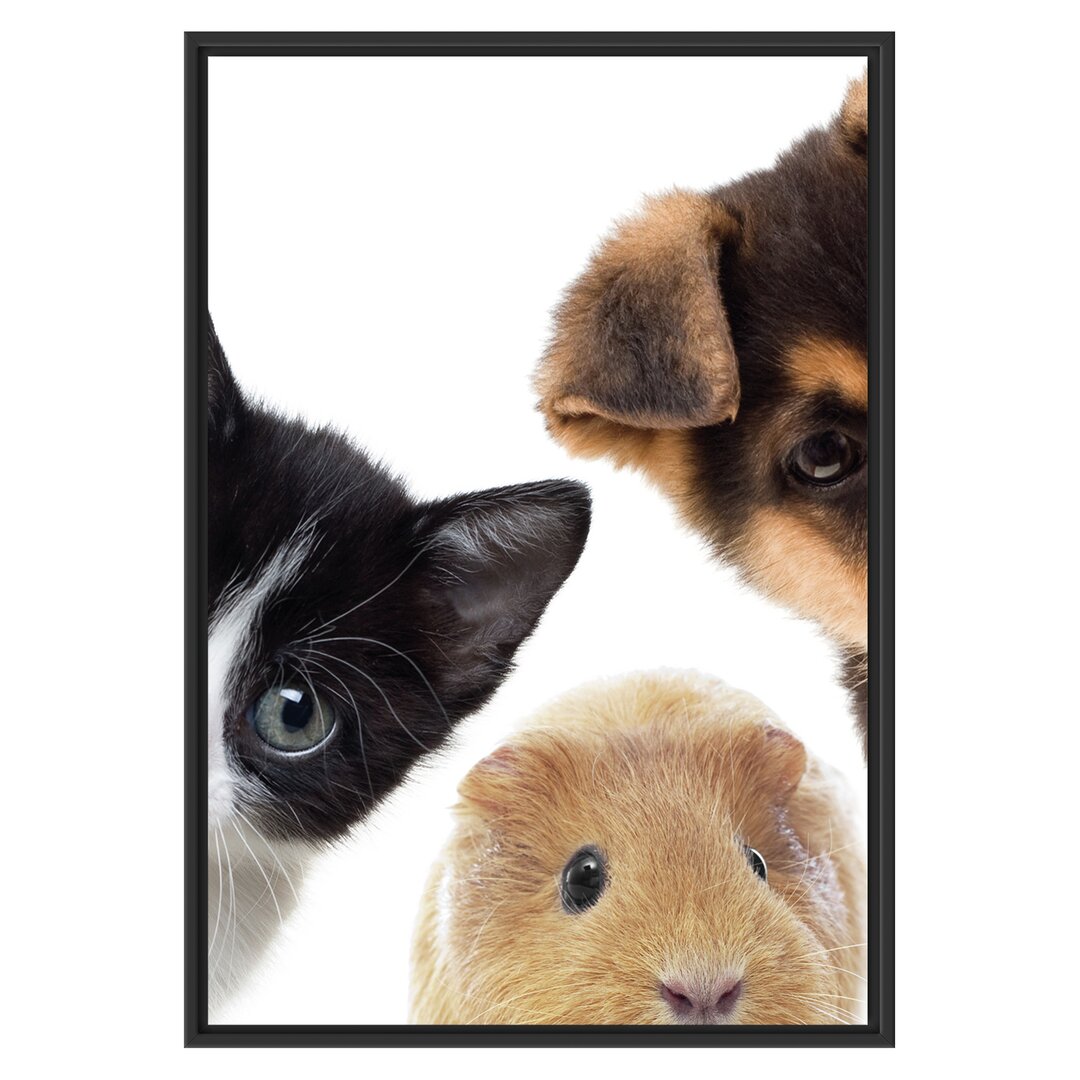 Gerahmtes Wandbild Trio Hund Katze Meerschwein