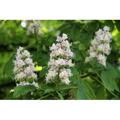 Horse Chestnut - Wrapped Canvas Print