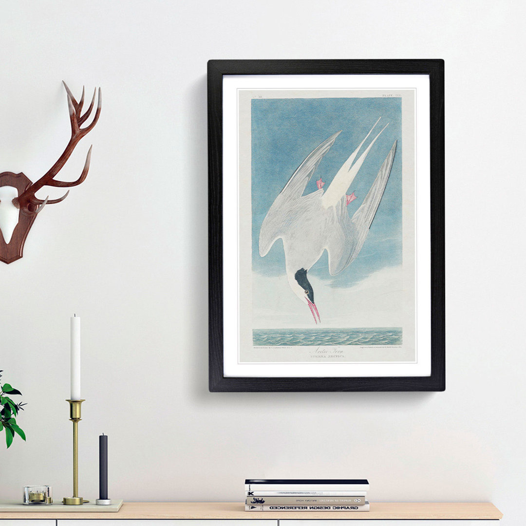 Arctic Tern by John Audubon - Single Picture Frame Painting