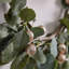 Faux 55cm Wreath