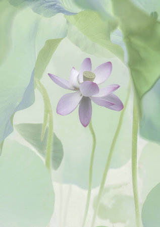 Wrapped Canvas Print, 76.2 cm H x 50.8 cm W