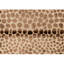 Hand Knotted Wool Animal Print Area Rug in Beige