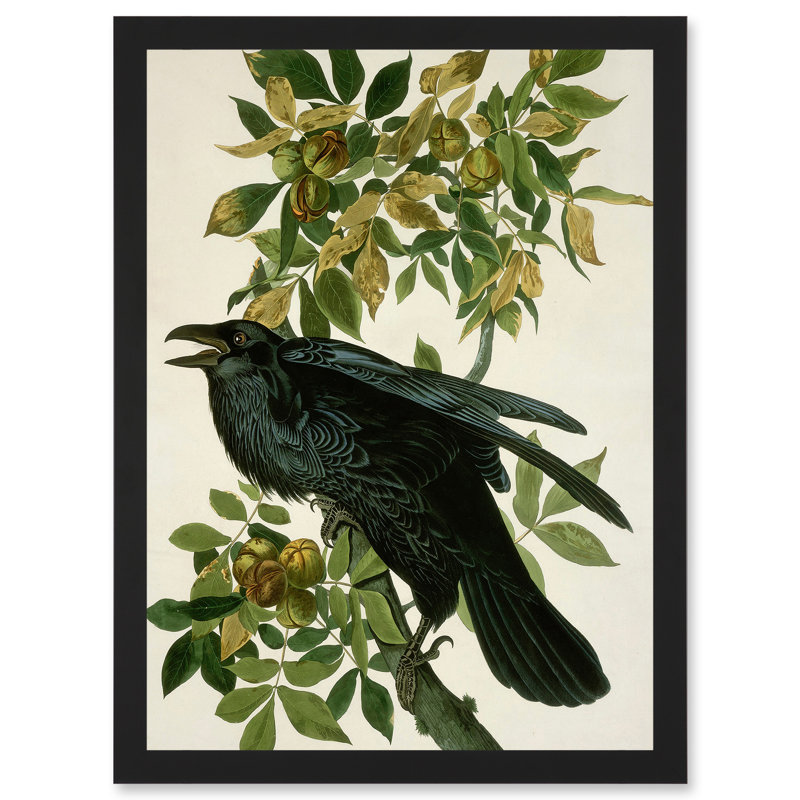 Painting Nature Animal Bird Audubon - Single Picture Frame Art Prints