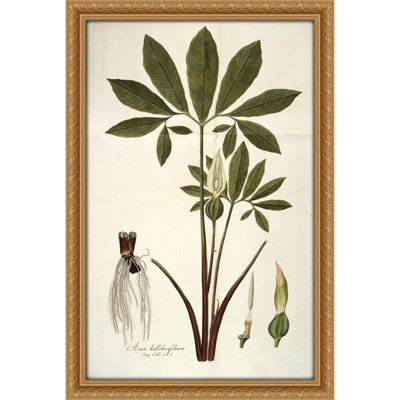 Arum helleborifolium (1781-1793)