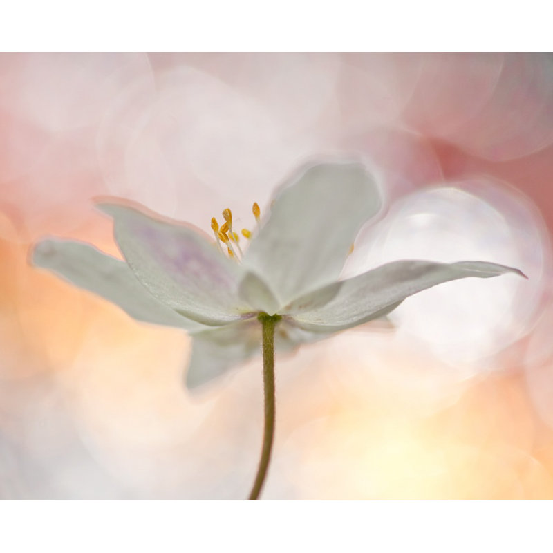 Wrapped Canvas Print, 81.28 cm H x 121.92 cm W
