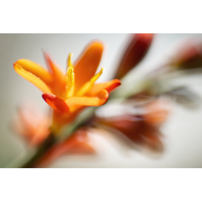 Open Sunshine I by Jonathan Nourock - Wrapped Canvas Art Prints