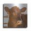 «Baby Cow I» par Donnie Quillen-97022577