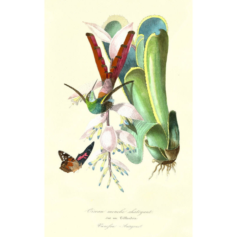 Hummingbird On Bromelaid Print by Porter Design, Glass Coat, 29" H x 18" W x 1.5" D