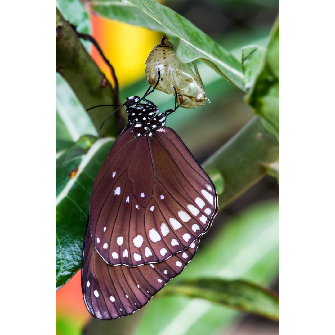 Leinwandbild Butterfly