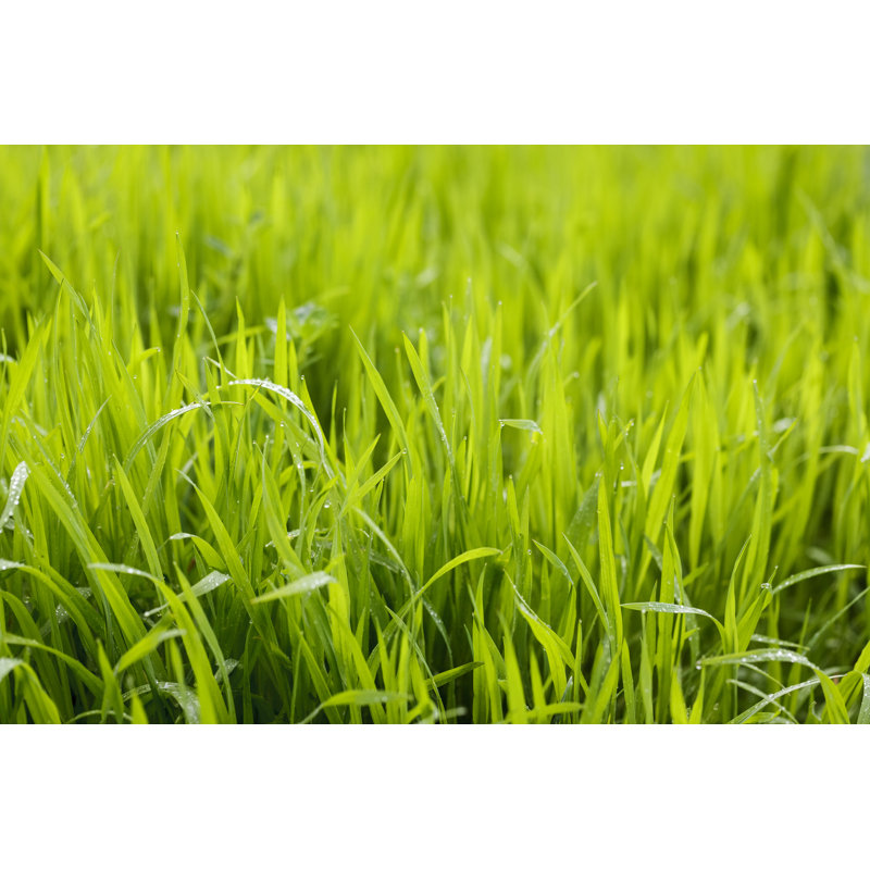 Fond d'herbe - photographie sur toile, H 32 po x l 48 po