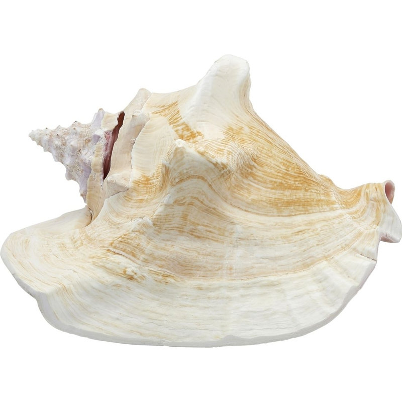 Parodi Large Queen Conch Slit Back, 6" H x 6" W x 4" D