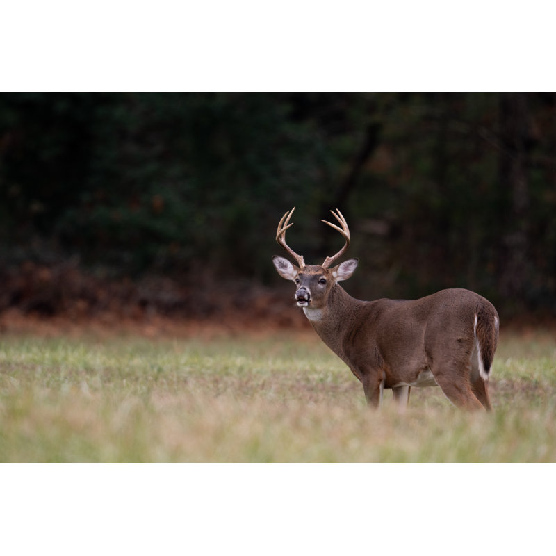 Large Whitetailed Deer Buck 1 Piece Wrapped Canvas Wall Art, 30cm H x 46cm W x 3.8cm D