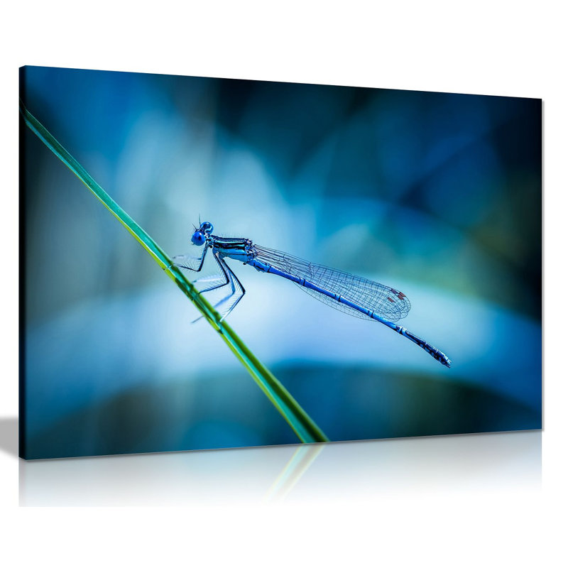 Dragonfly - Wrapped Canvas Print, 61cm H x 91cm W