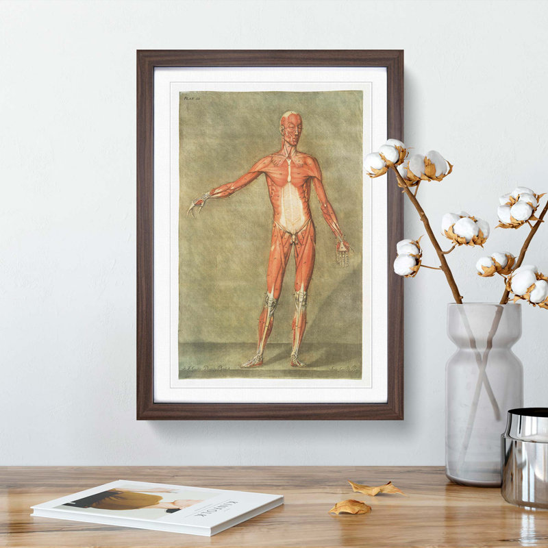 Anatomical Illustration of a Male No. 1 by Gautier-Dagoty - Picture Frame Painting Print, 48cm H x 36cm W x 2cm D
