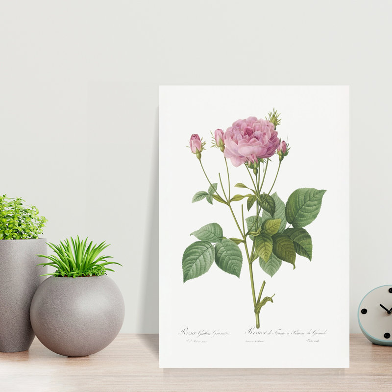 Rosa Gallica, granules, rétro, rétro, art floral paysage rétro, H 18 po x l 12 po