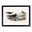 Gulls and Tern Birds by Oliver Goldsmith - Picture Frame Painting Print-55609126-55609128