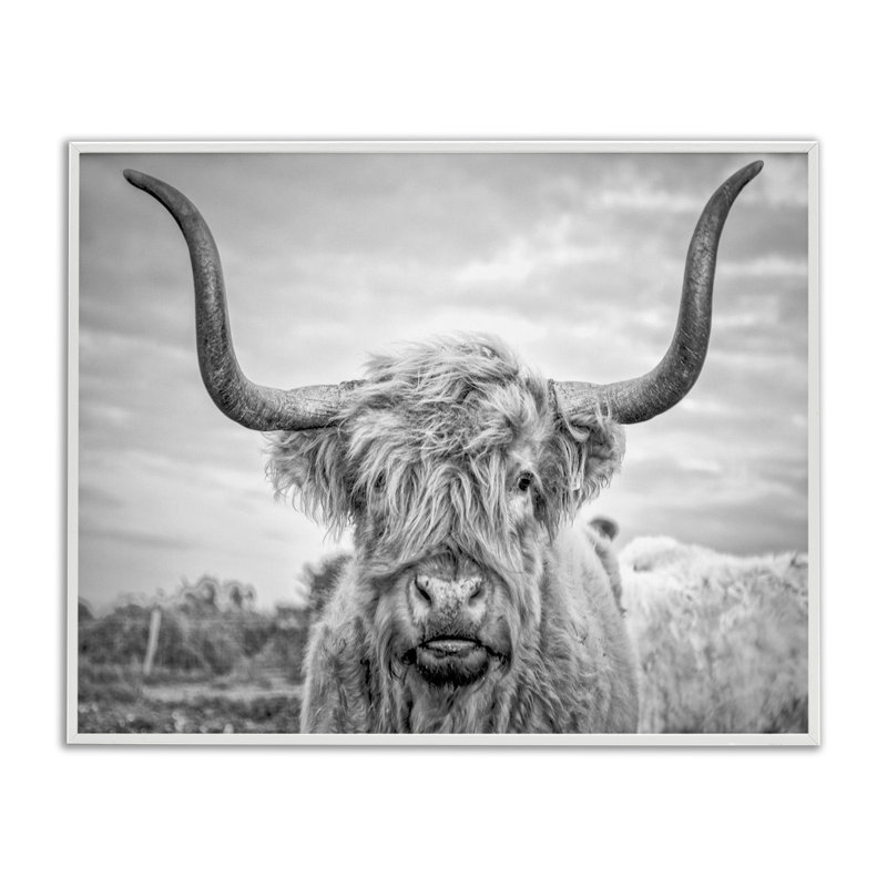 Highland Cow - reproduction de photographie sur toile, Giclée encadrée noir minuit, H 20 po x l 16 po