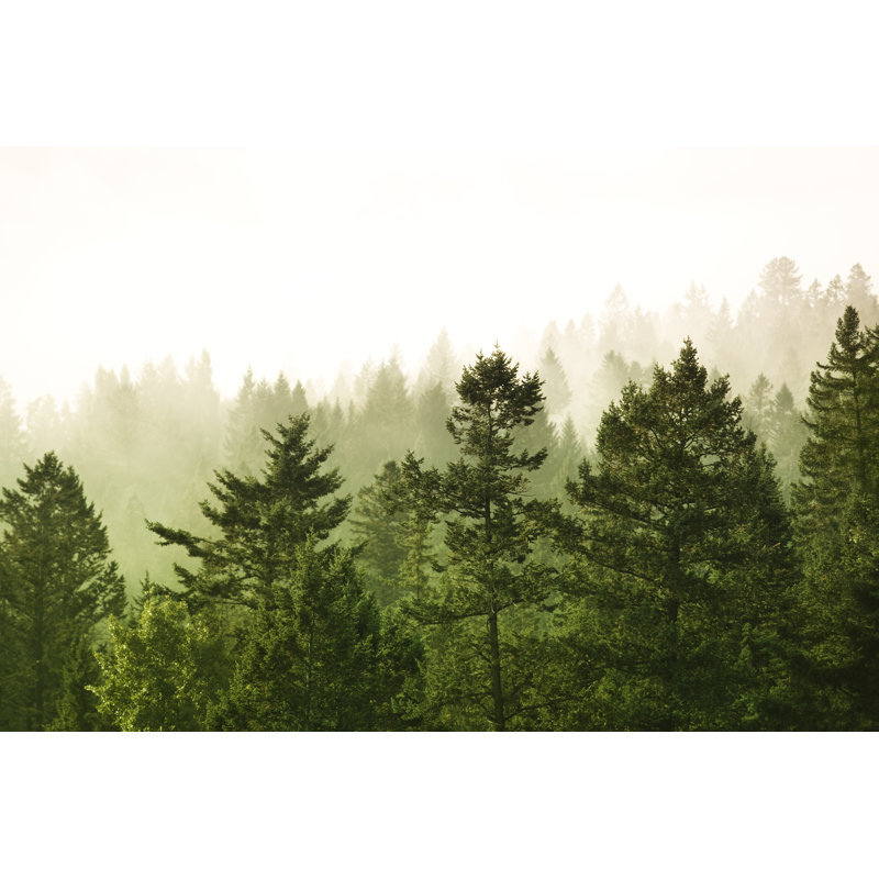 Forest Background by Pgiam - Wrapped Canvas Print, 61cm H x 91cm W