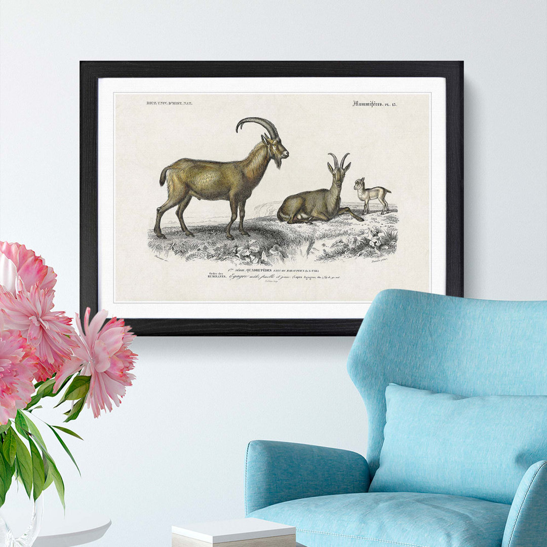 Wild Goat Illustration by Charles D Orbigny - Framed Print