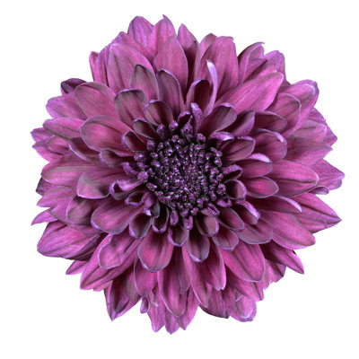Purple Chrysanthemum Flower by Tr3gi - Wrapped Canvas Print