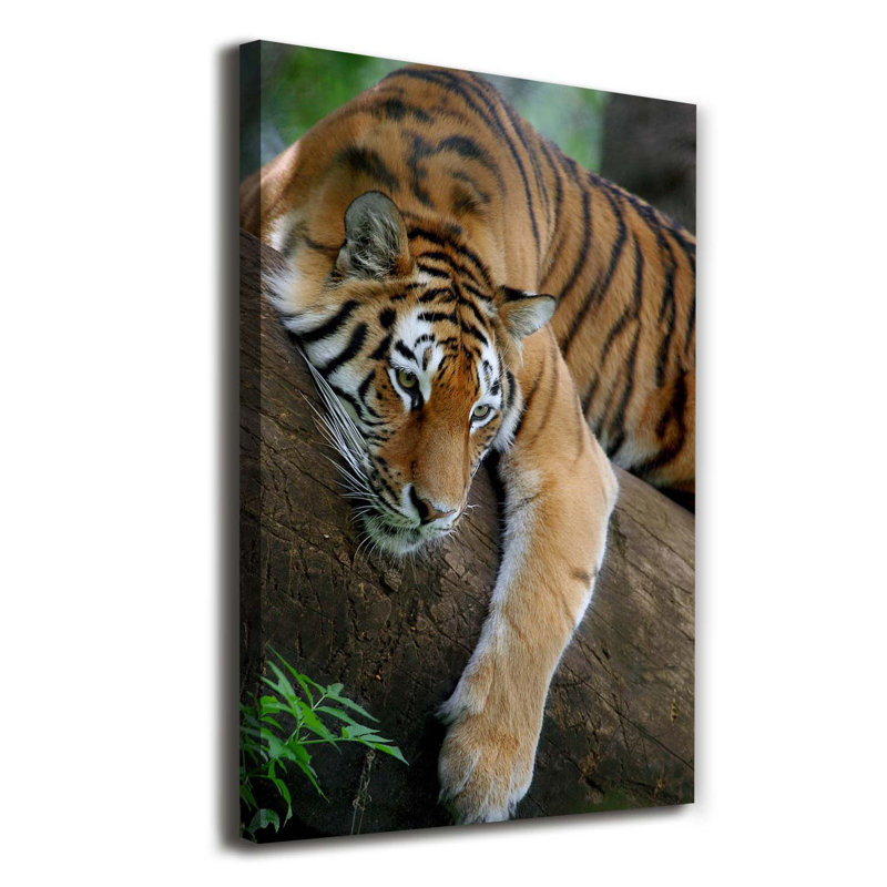 Tiger On The Tree - Wrapped Canvas Print