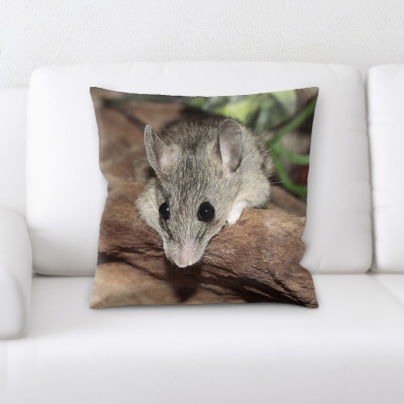 Coussin mastomys