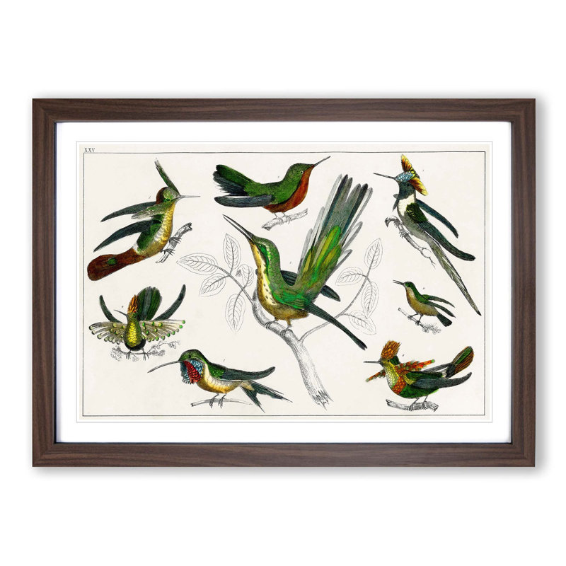 Collection of Hummingbirds XXV by Oliver Goldsmith - Picture Frame Painting, Walnut Framed, 36cm H x 48cm W x 2cm D