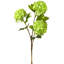 Viburnum vaporisateur 33 po -1985670666