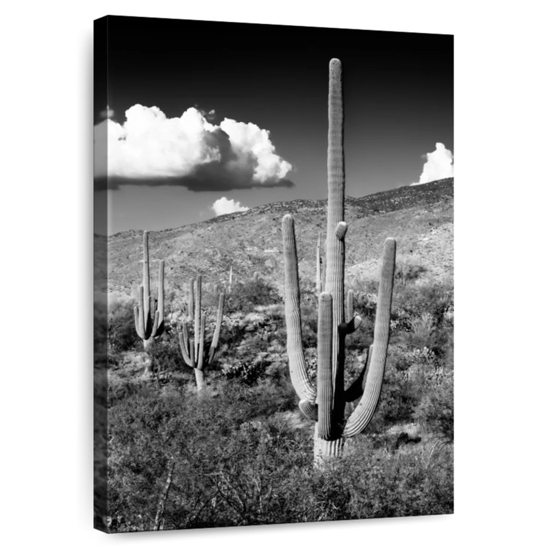 Harnek - Arizona noir - Saguaro Cactus Valley, H 51 po x l 34 po