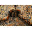 Tapis traditionnel 3 x 5