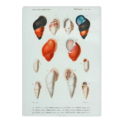 Tempered Glass Mollusc Shell Illustrations PL. 20 by Charles D' Orbigny Chopping Board
