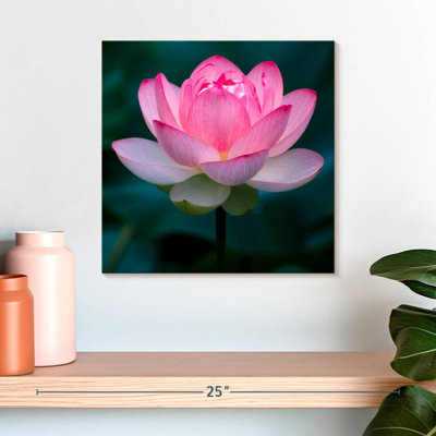 Harnek Delicate Lotus