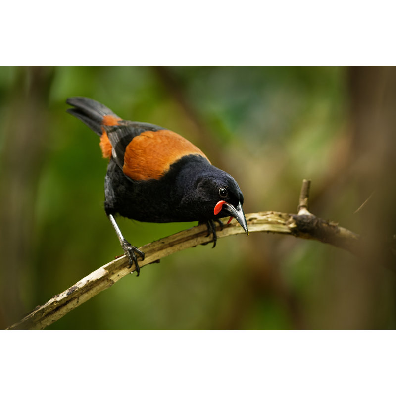 Saddleback 1 Piece Wrapped Canvas Wall Art, 20cm H x 30cm W x 3.8cm D