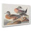 American Widgeon Ducks by John Audubon - Wrapped Canvas Painting-55320032