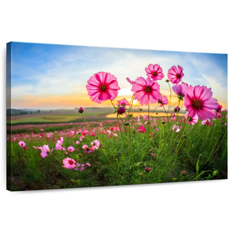 Alvord Cosmos Flower Valley, H 20 po x l 30 po