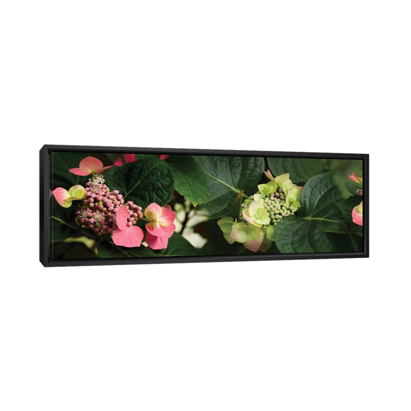«Close-Up of Hydrangeas Flowers», reproduction de photo sur toile, H 12 po x l 36 po x P 1,5 po, Toile encadrée noire