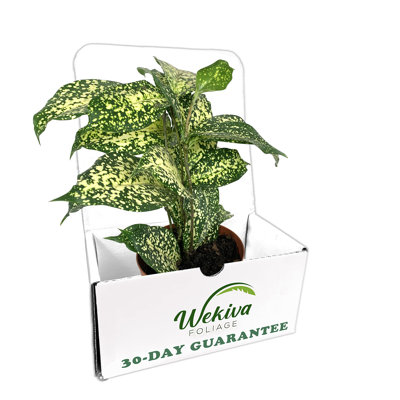 Dracaena Florida Beauty - Live Plant in a 4 Inch Pot - Dracaena Surculosa 'Florida Beauty - Beautiful Easy Care Indoor Houseplant