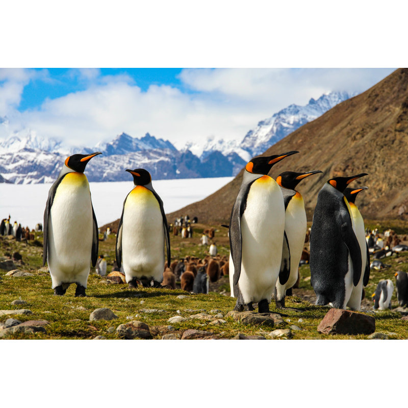 King Penguin by Evenfh - Wrapped Canvas Print, 30cm H x 46cm W