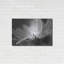"Daisy" par Lori Deiter-1196773869